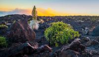 Silversword in full bloom, Haleakala Volcano, Maui, Hawaii