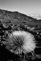 Silversword, Haleakala Volcano, Maui, Hawaii